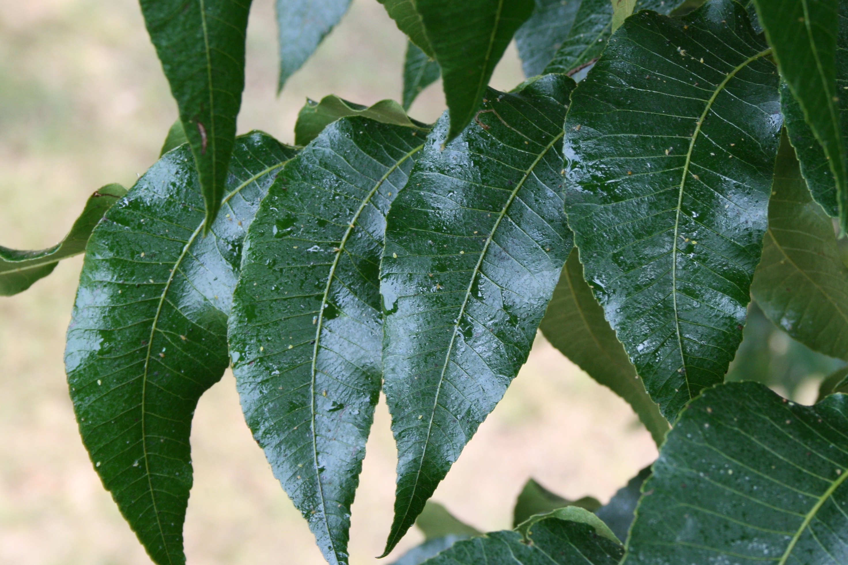 Honeydew on pecan leaves from yellow pecan aphid feeding